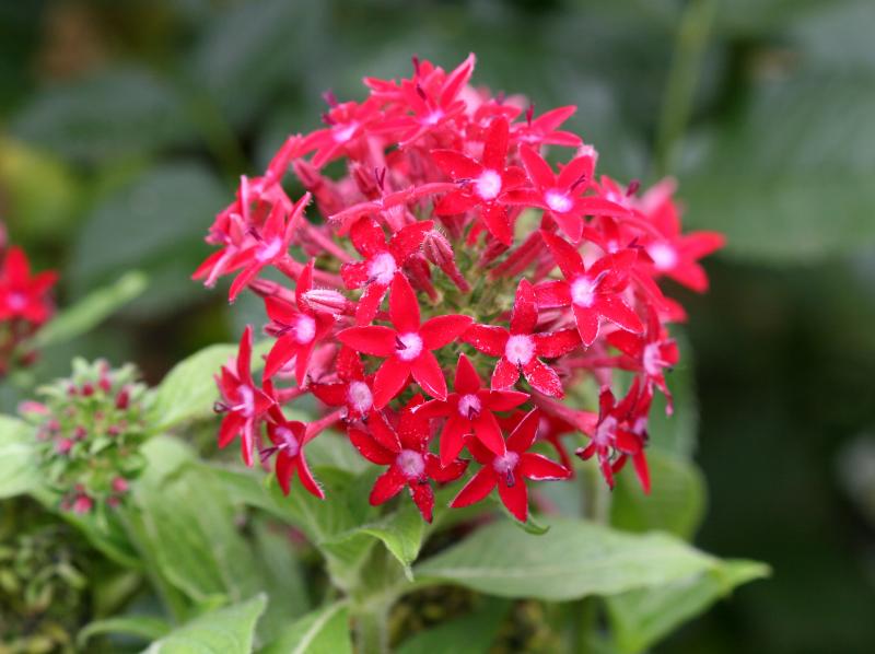 Penta lanceolata or Starflower