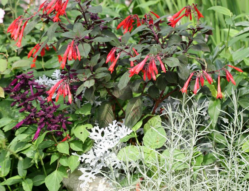 Garden View - Fuchsia, Salvia, Senecio & Cumin