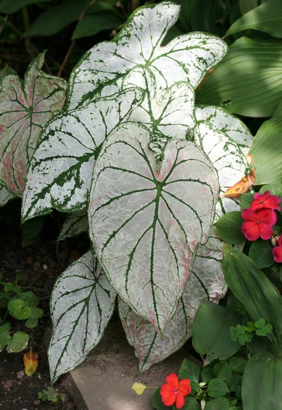 Caladium & Red Impatiens