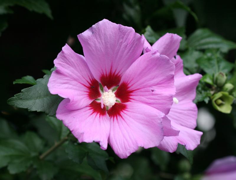 Hibiscus