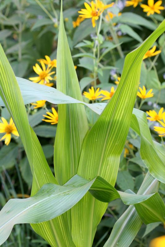 Corn Foliage and Daisies