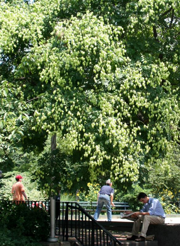 Golden Rain Tree at the Bocce Ball Court