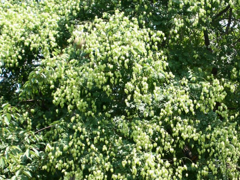Golden Rain Tree Seed Pods