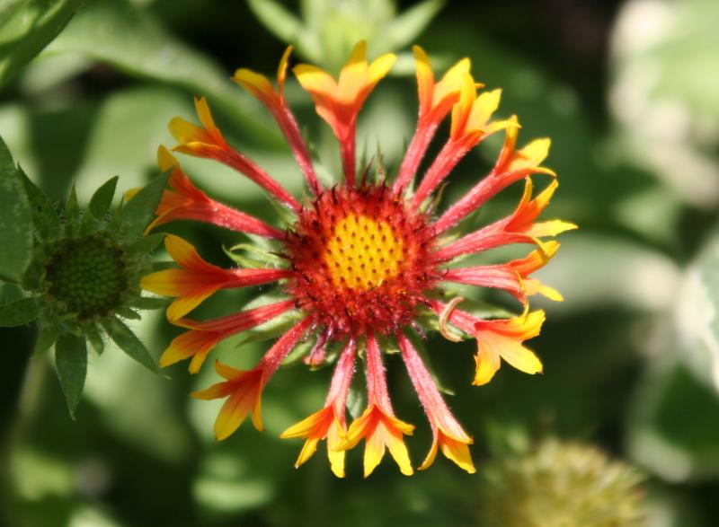Gaillardia Aster - Blanket Flower