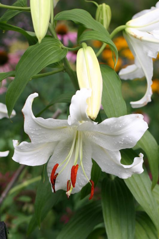 Casablanca Lilies photo - Hubert Steed photos at pbase.com