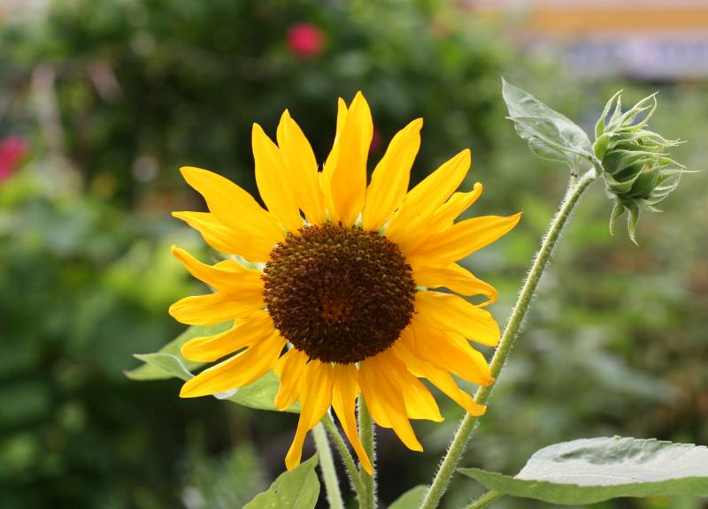 Sunflower - Helianthus