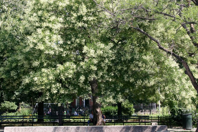 Japanese Pagoda Tree Blossoms