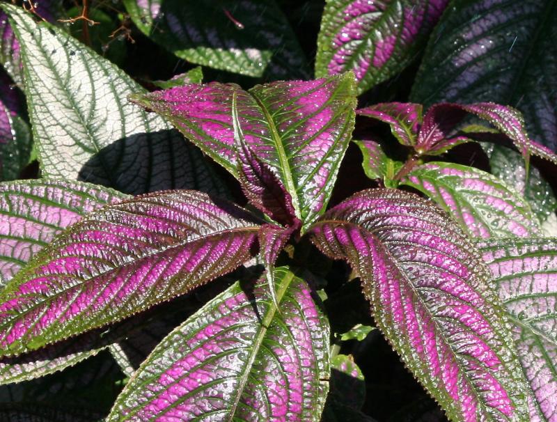 Persian Shield