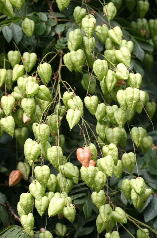 Golden Rain Tree Seed Pods