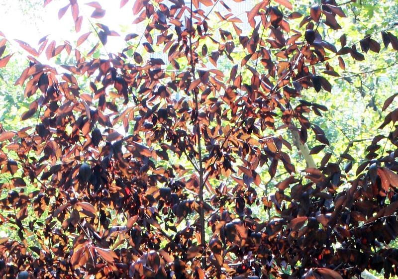 Ornamental Tree Foliage