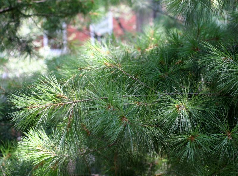 Pine Foliage