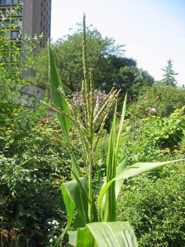 Corn