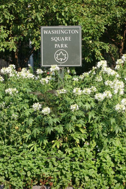 Cleome Garden