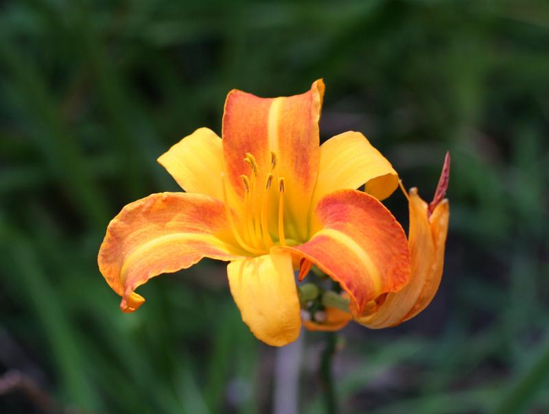 Day Lily