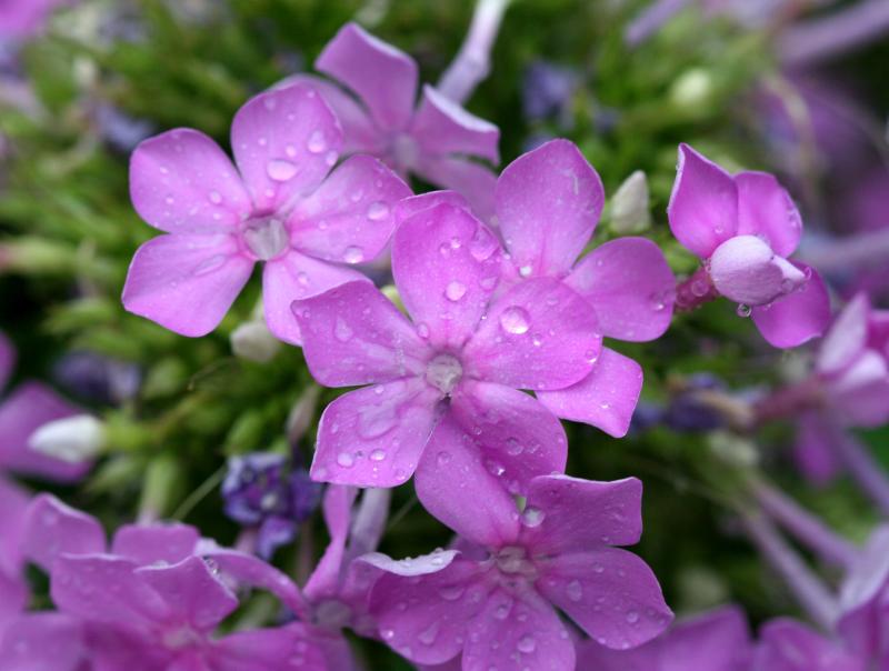 Pink Phlox