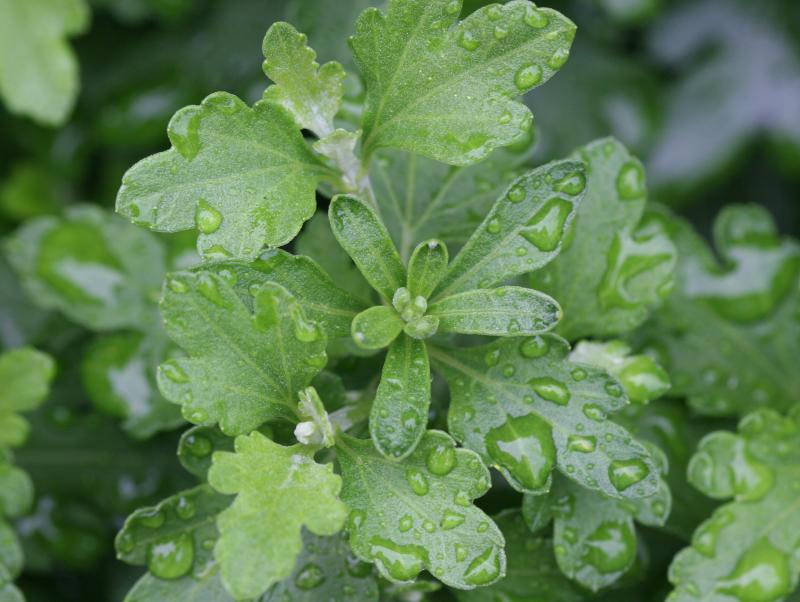 Chrysanthemum Foliage