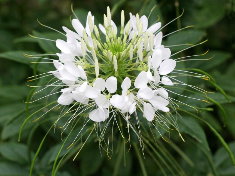White Cleome