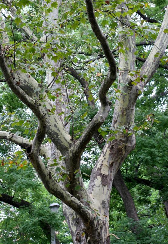 Sycamore or London Plane Tree