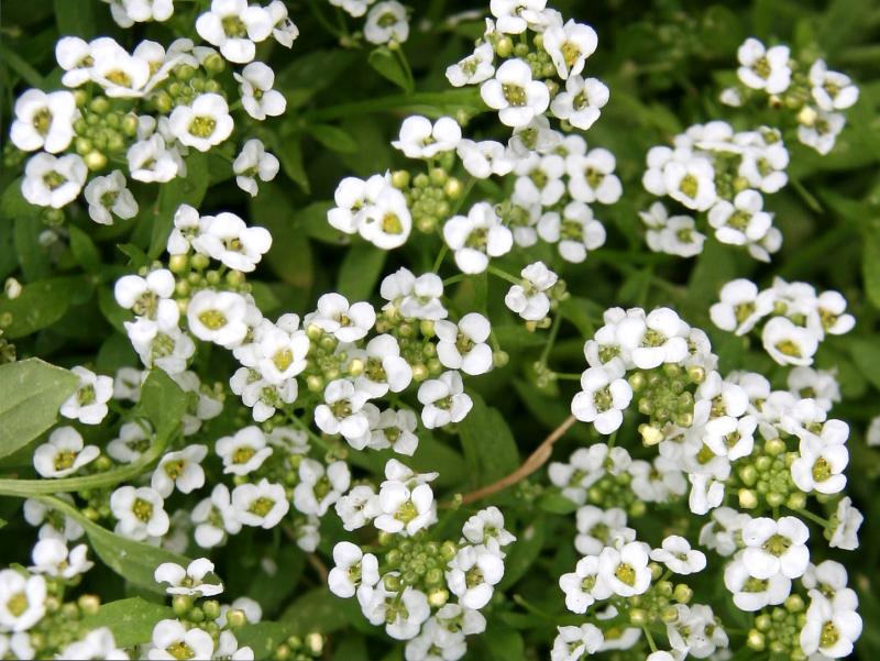 Alyssum