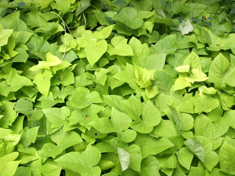 Ipomoea batatas Margarita