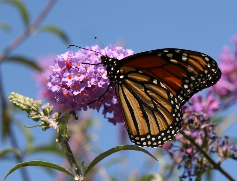 Monarch on Buddleja Blossoms