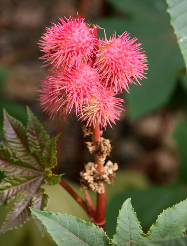 Castor Bean Flower