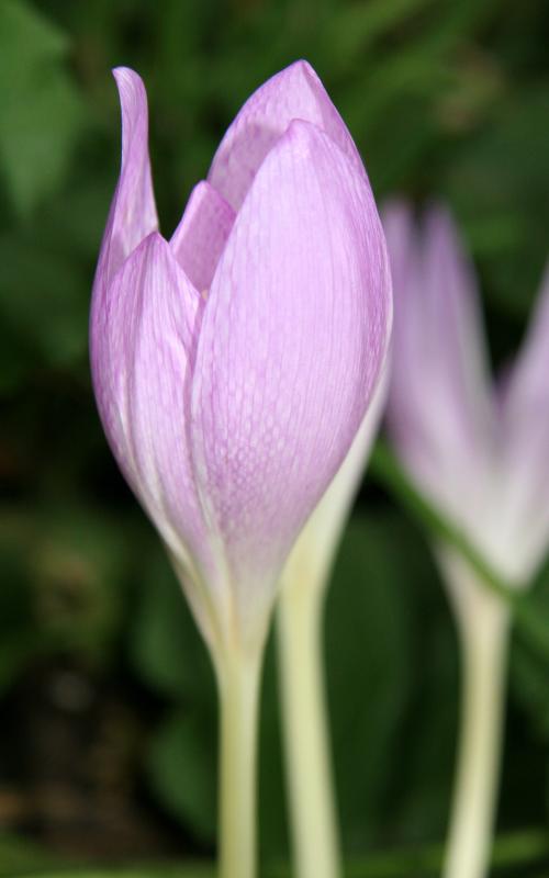 Fall Crocus