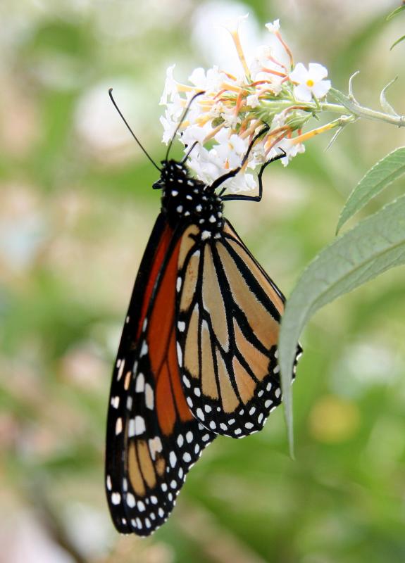 Monarch on Buddleja Blossoms
