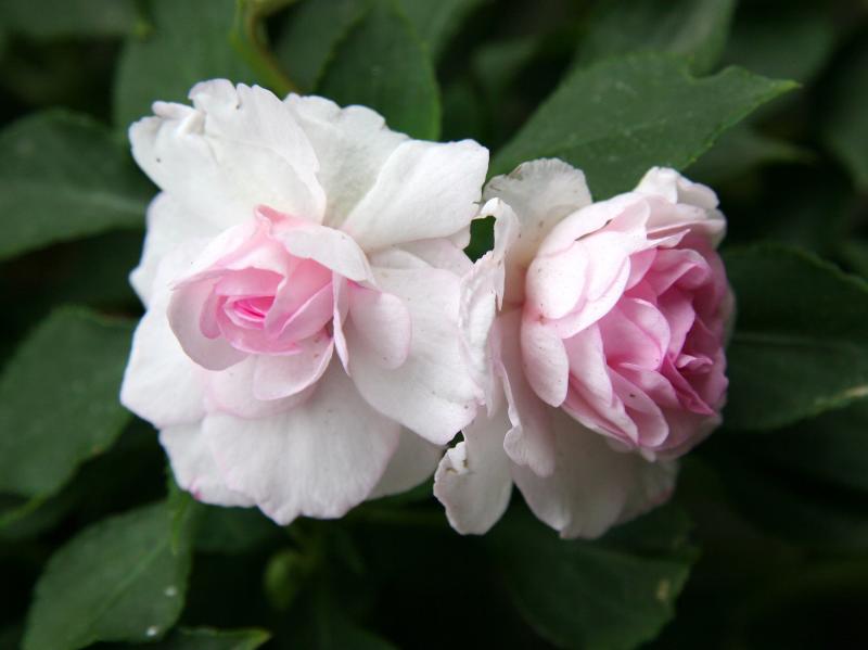 Impatiens Rosettes