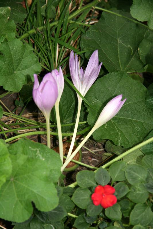 Fall Crocus