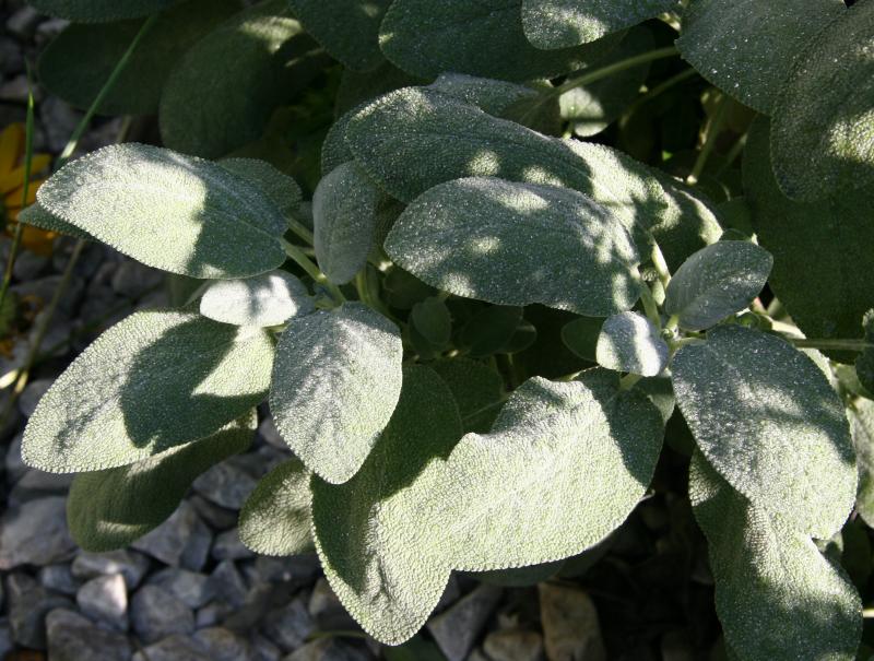 Lambs Ear Stachys