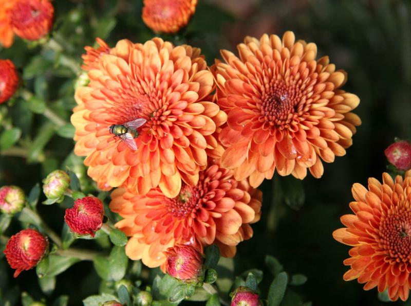 Chrysanthemums