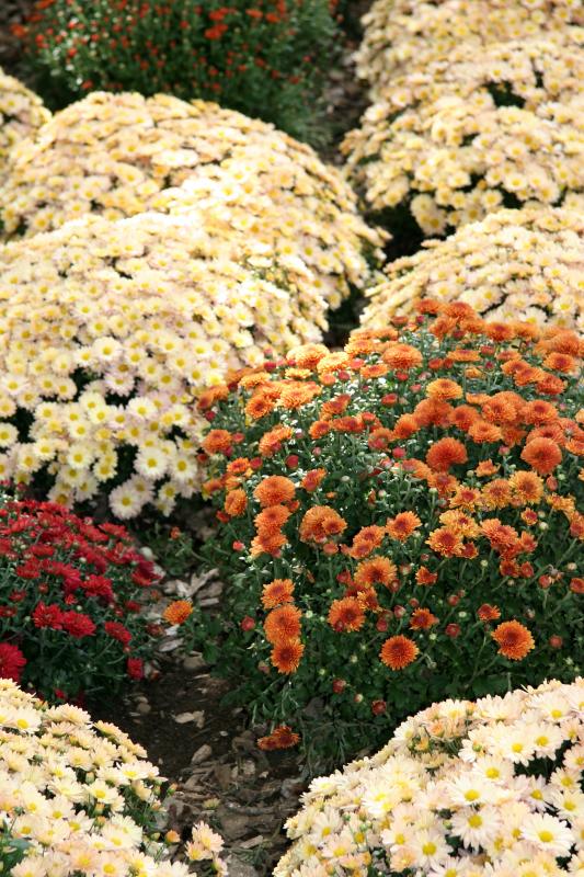 Chrysanthemums