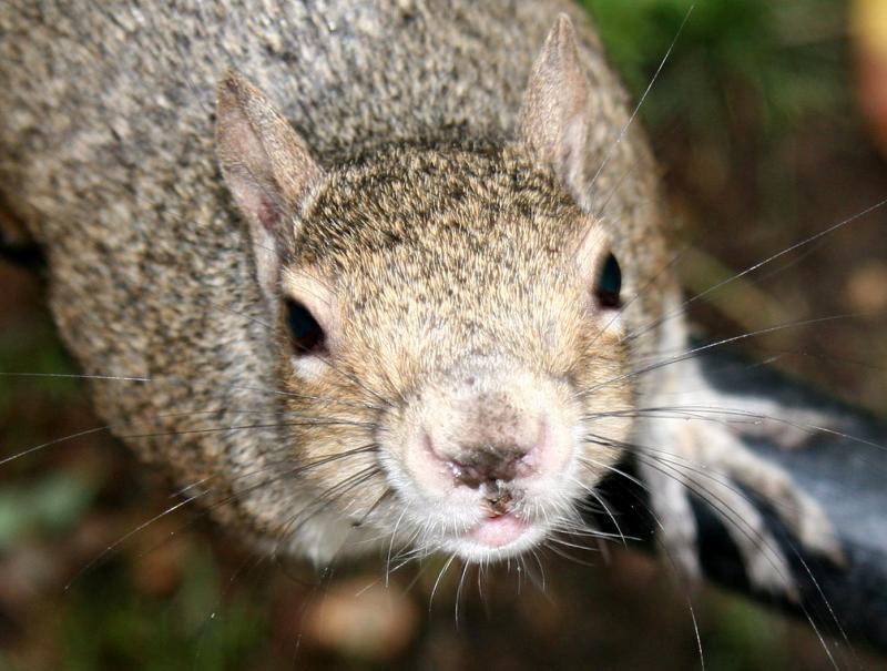 Whisker Face