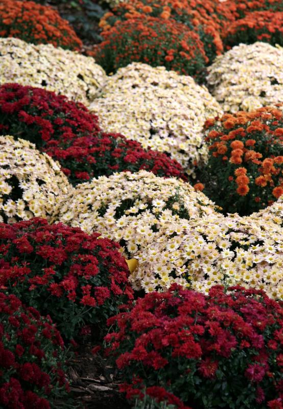 Chrysanthemums