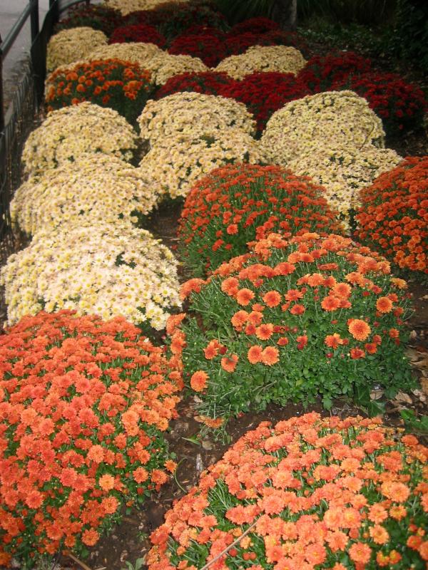 Chyrsanthemums