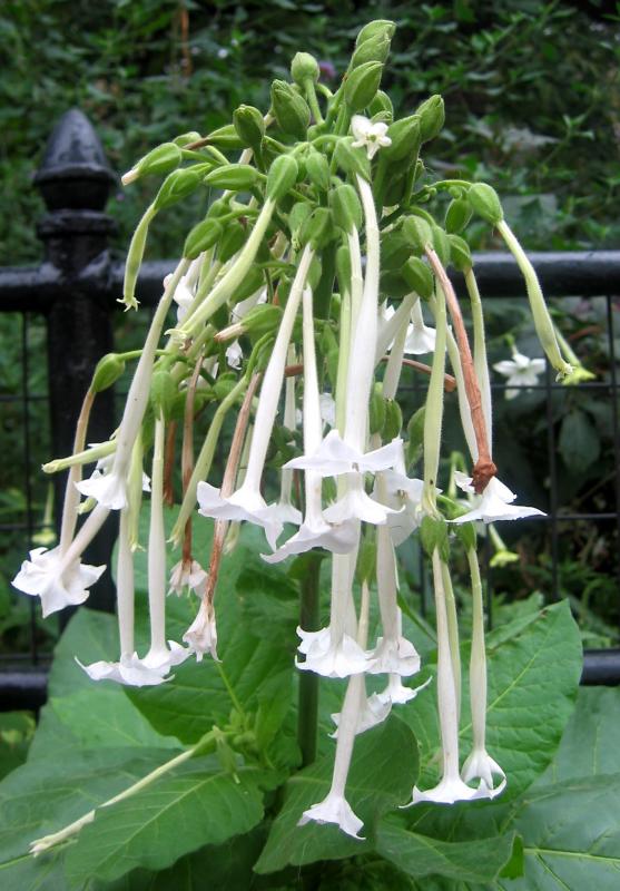 Nicotiana