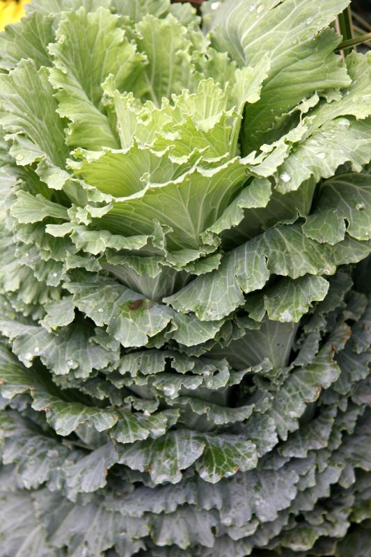 Ornamental Cabbage