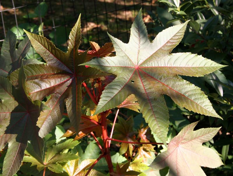 Castor Bean Foliage