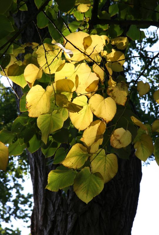 Linden Tree Foliage