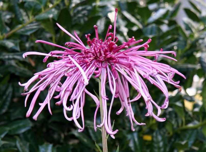 Chrysanthemum