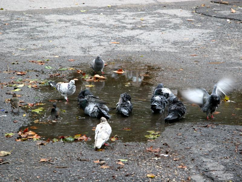 Pigeon Bath