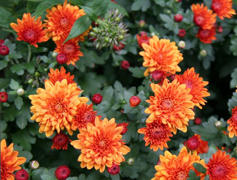 Chrysanthemums