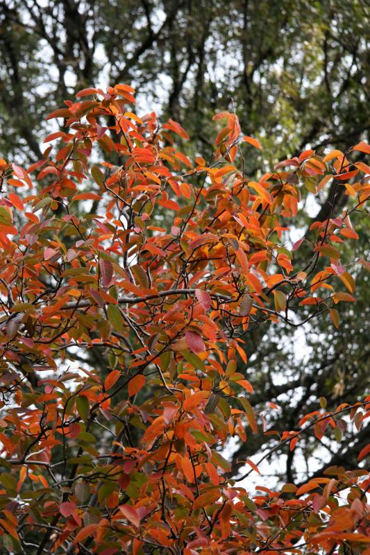 Ornamental Fruit Tree Foliage