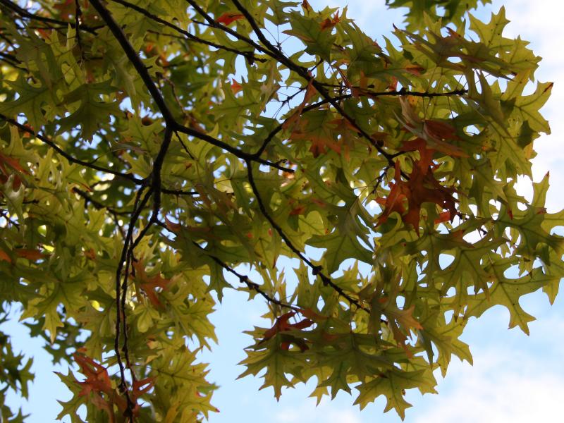 Oak Foliage