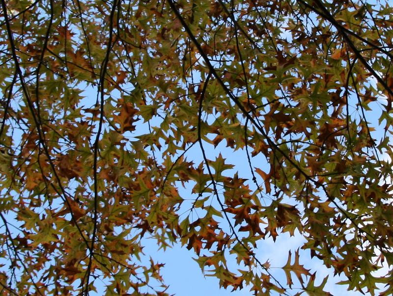 Oak Foliage