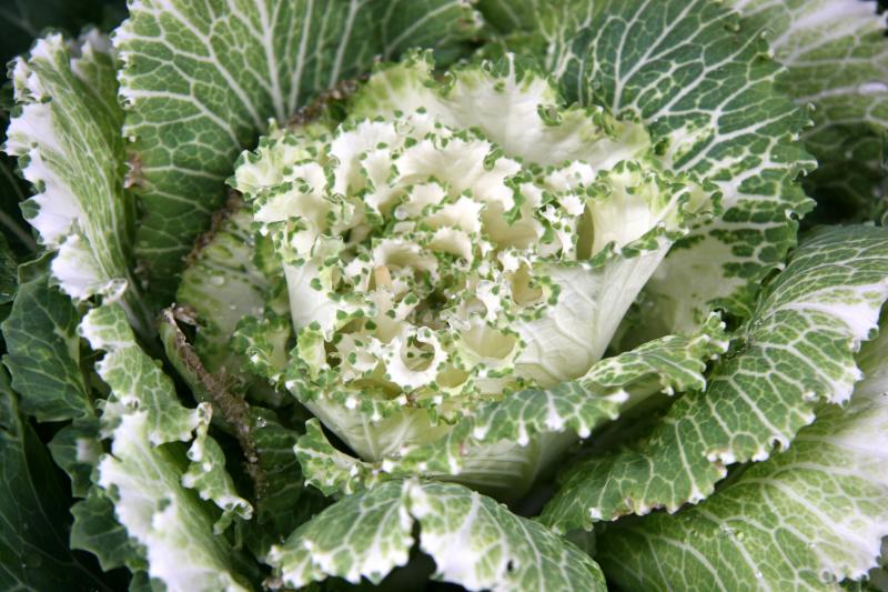Ornamental Cabbage