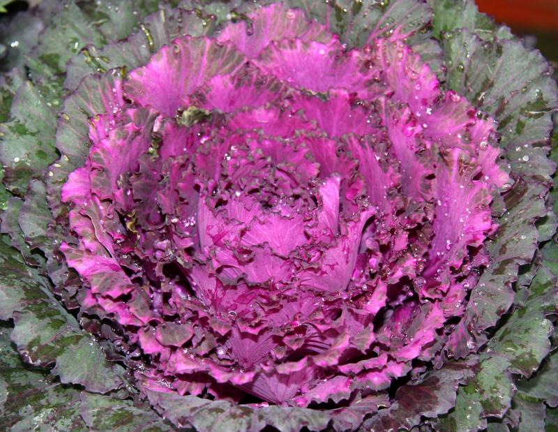 Ornamental Cabbage
