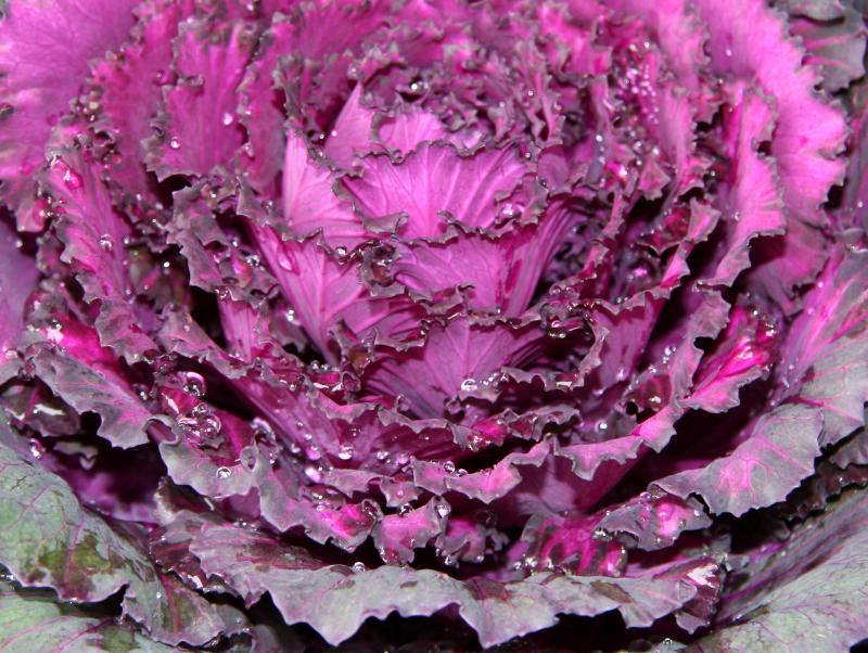 Ornamental Cabbage