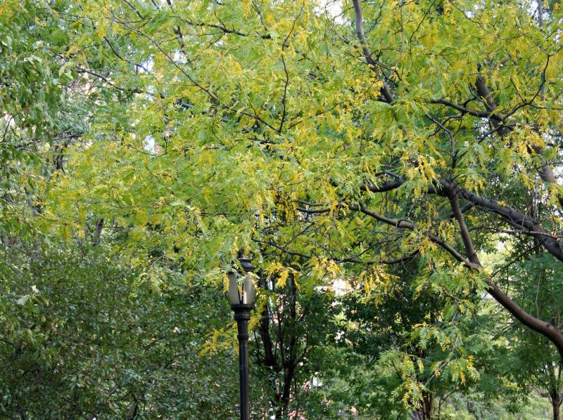 LaGuardia Place Garden